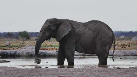 African-Bush-Elephant-Bathing-On-A-Muddy-Pool-Splashing-Water-With-Its-Long-Trunk-In-Makgadikgadi-Pans-National-Park-In-Botswana---Medium-Shot