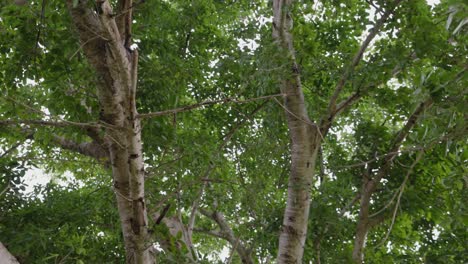 a ground-level view of tree branches in the daylight