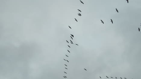 bandada de pájaros volando sobre dallas, texas