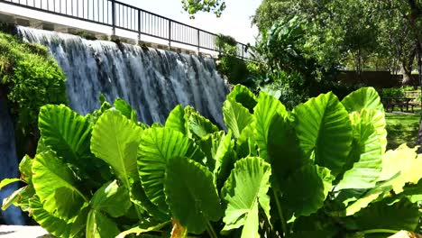 Orejas-De-Elefante-Frente-A-Una-Cascada-En-Mills-Pond-Park-En-San-Saba-Texas