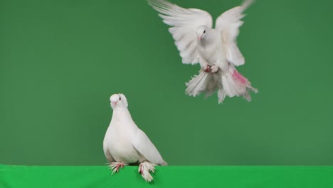 a dove with white plumage looks around, then another dove flies up to it. birds are posing sitting in the studio with a green screen. chroma key. feathered bird close up. slow motion