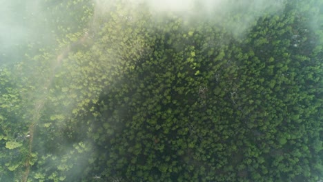 drone is flying above the clouds with green forest under it