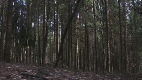 Zeitlupenaufnahmen-Von-Spaziergängen-In-Einem-Nadelwald-Im-Herbst