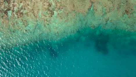 Straight-down-aerial-view-of-a-tropical-coral-reef-in-crystal-clear-water