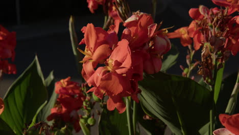 Primer-Plano-De-Flores-Rojas-Indias-Que-Florecen-A-La-Luz-Del-Sol