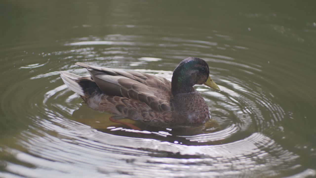 pulizia del germano reale nel canale