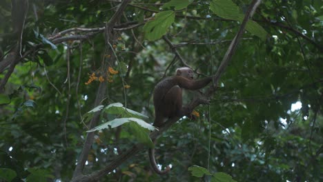 beautiful little capuchin monkey enjoying food on a branch of a tree in tayrona park, colombia