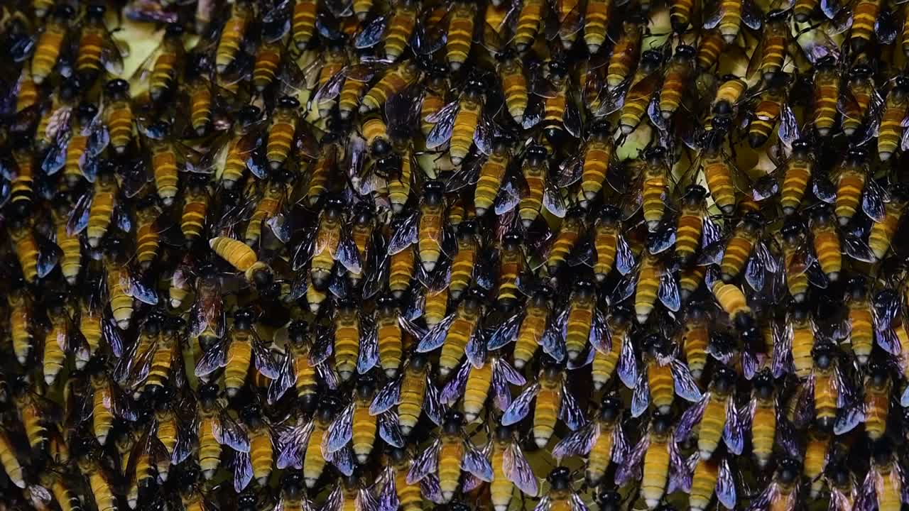 se sabe que las abejas melíferas gigantes construyen grandes colonias de nidos con bolsillos simétricos hechos de cera para almacenar miel como fuente de alimento.