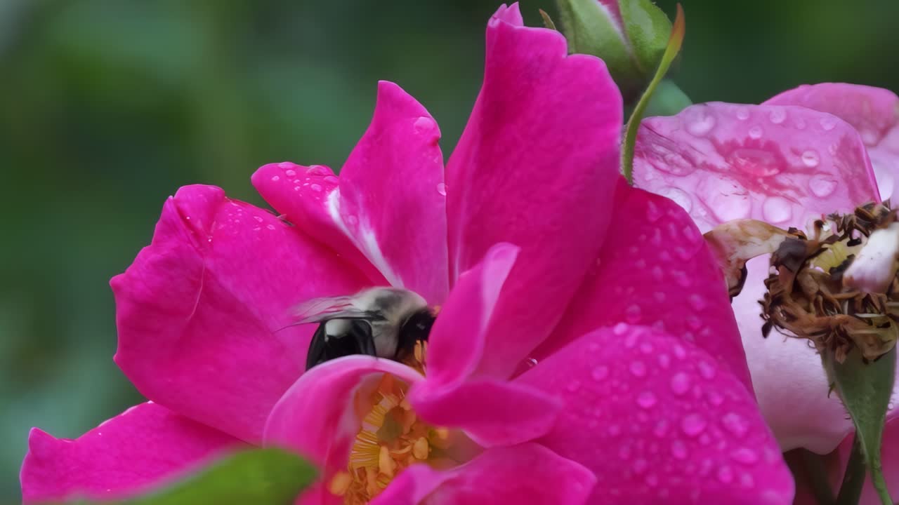 A detailed macro shot of a bumblebee gathering pollen inside a bright pink rose covered in fresh morning dew or rain droplets