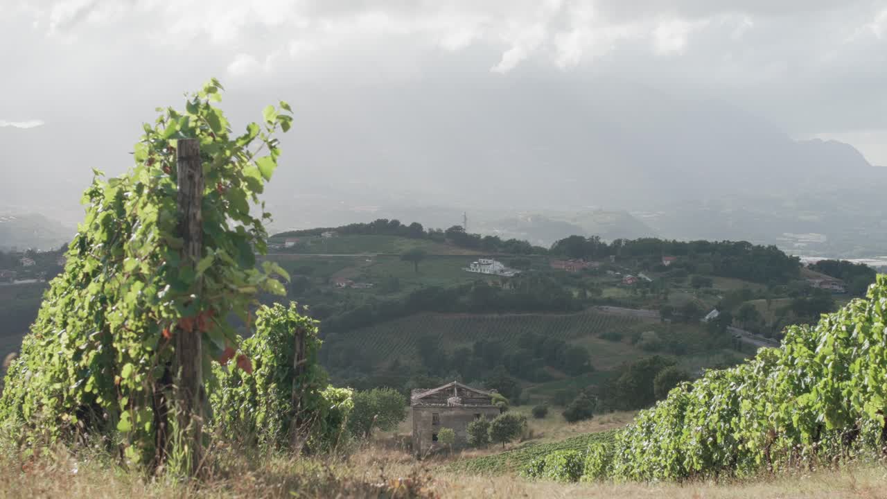 Vineyard rows sway in the morning wind and sunshine of the Irpinia wine making region of Italy.