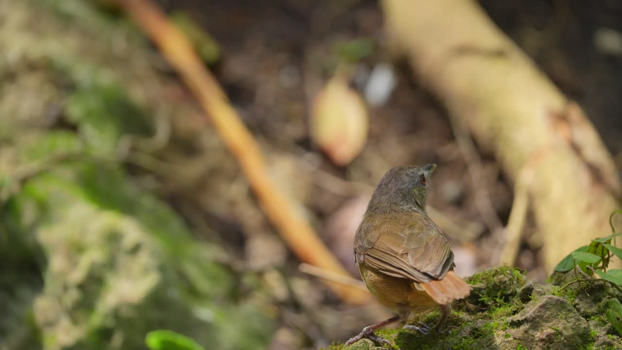 A bird perched on moss in a natural forest environment