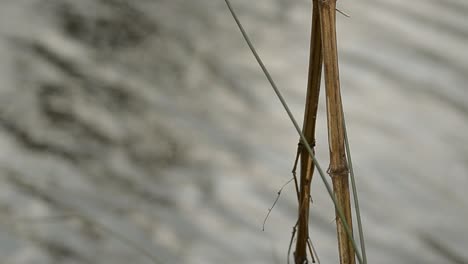 simple reeds with flowing water background