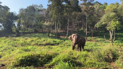 happy and free elephants grazing in chiang mai, thailand