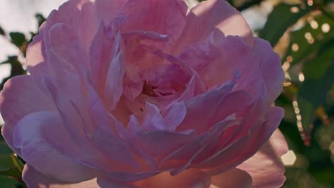cerrar toma en cámara lenta de una flor rosa con bengalas