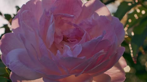 close up slow motion shot of a rose flower with flares