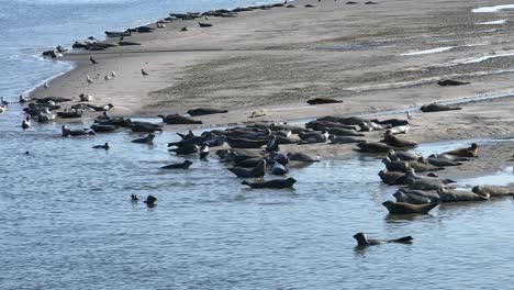 colony of common seals sunbathing on hinderplaat tidal flats sandbank