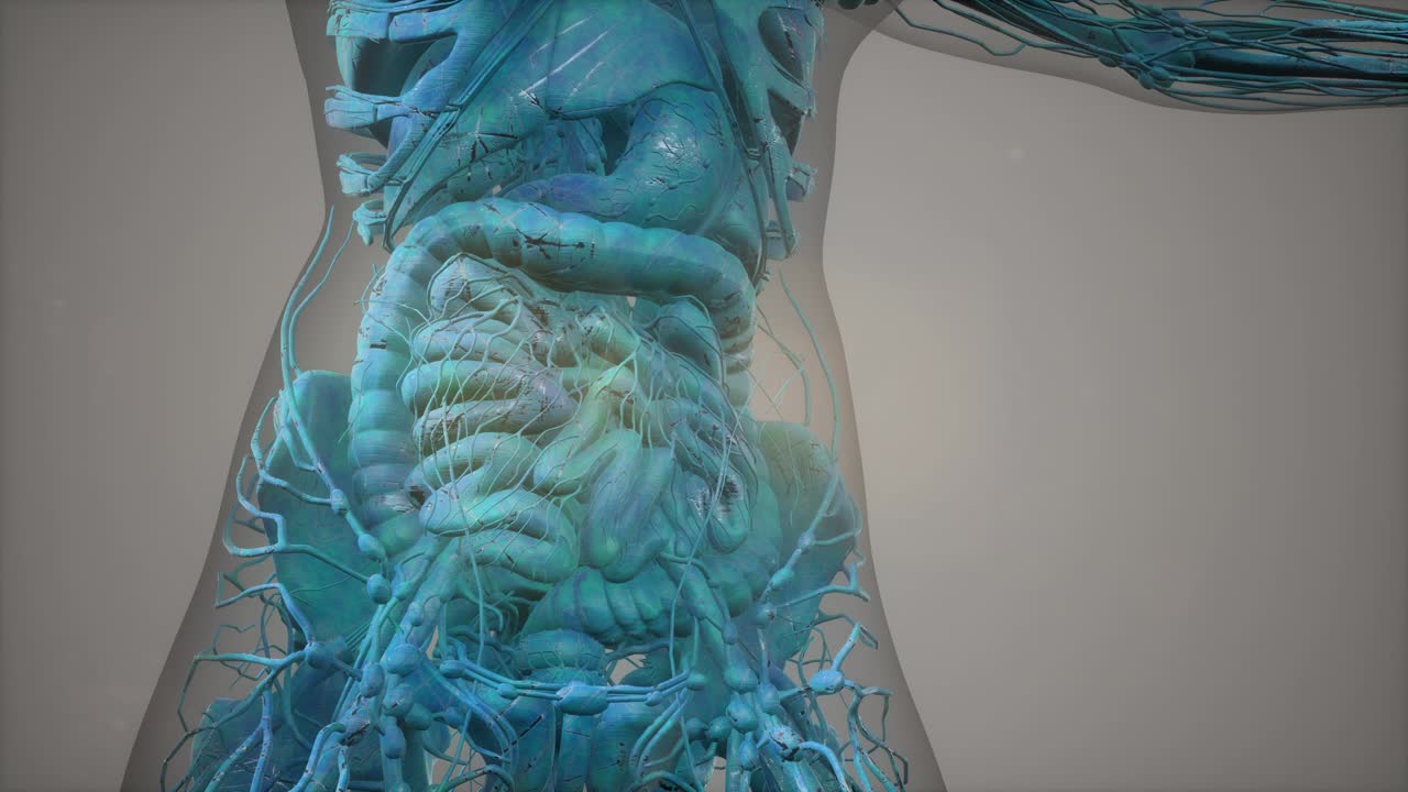 modelo que muestra la anatomía del cuerpo humano ilustración