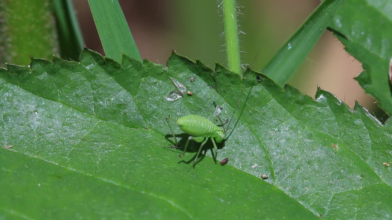 A Bush-Cricket nymph well camouflaged on a leaf. Spring. UK
