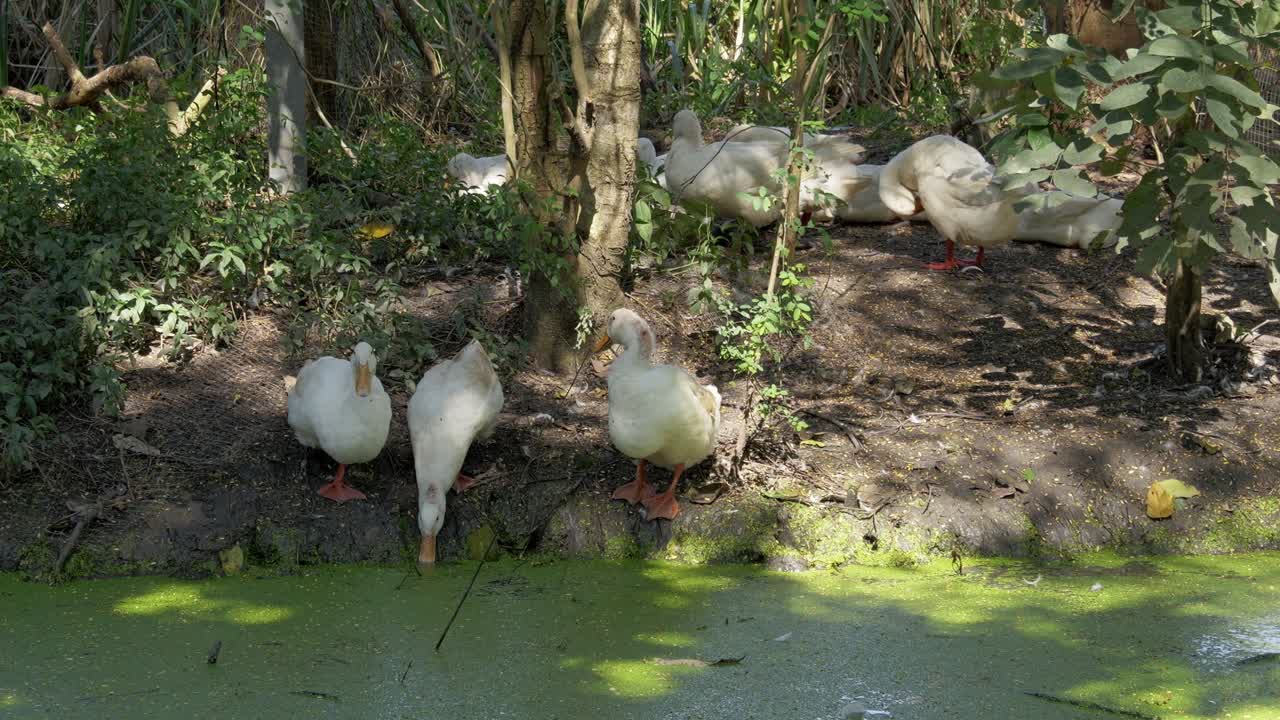 A serene scene of ducks gathered by a pond showcasing nature's tranquil beauty