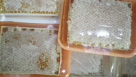 exhibición de panales de miel
