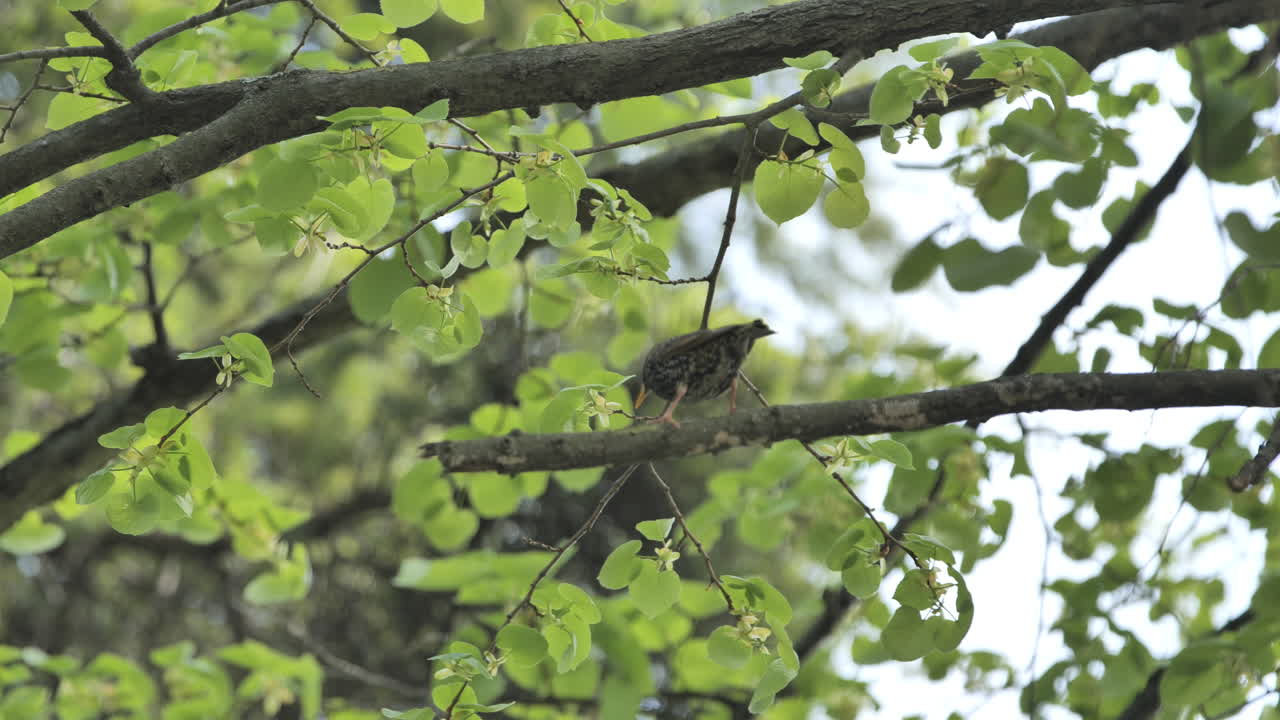 pájaro negro hembra en una rama de un árbol durante la primavera montpellier