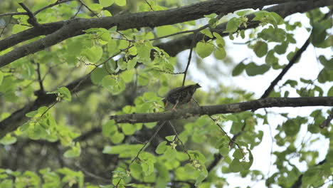 female blackbird on a branch in a tree during spring montpellier