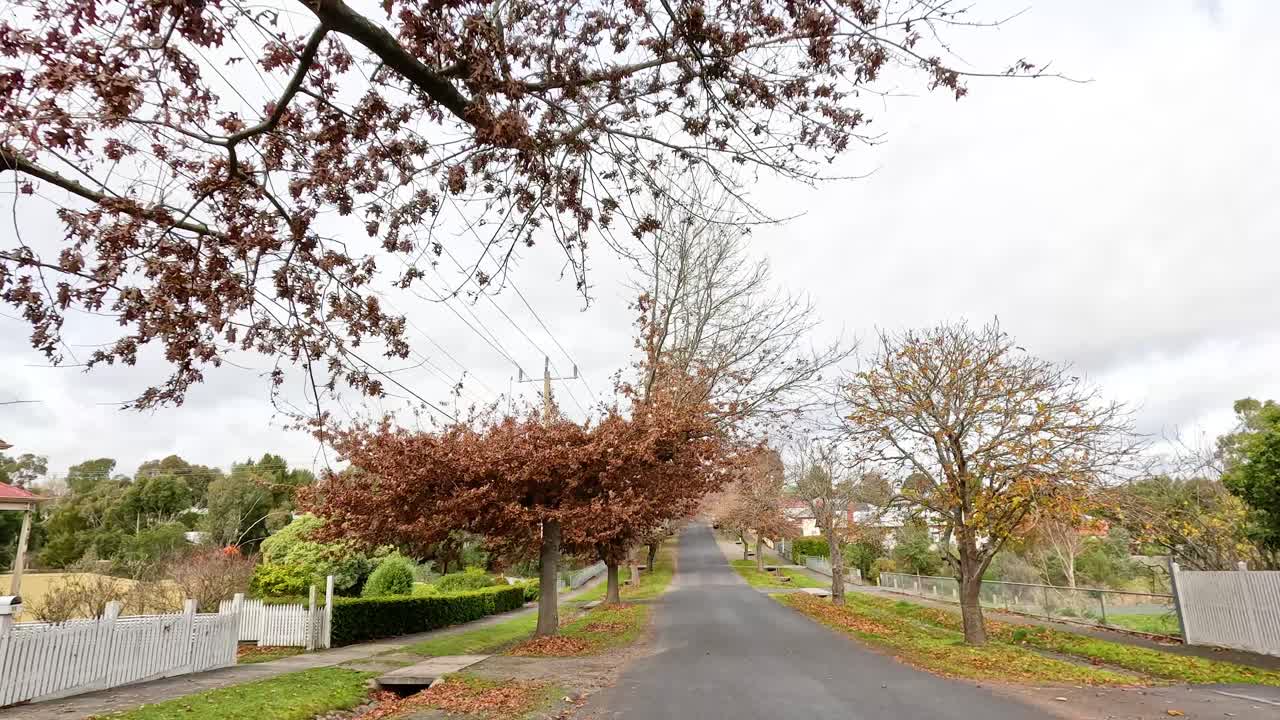 un paseo panorámico por una calle bordeada de árboles