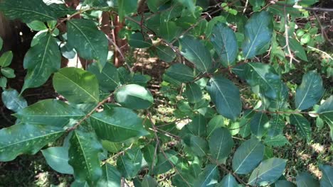 leaves-blowing-in-the-wind