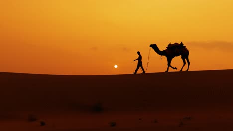 cameleers, camel drivers at sunset. thar desert on sunset jaisalmer, rajasthan, india.