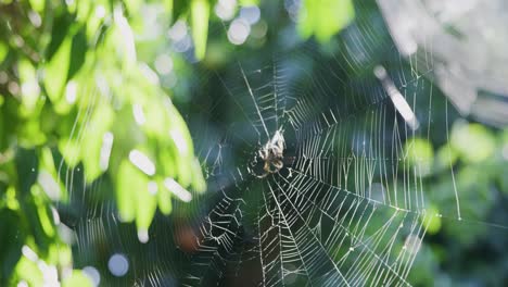 Araña-Tejedora-De-Orbes-Sentada-En-Su-Telaraña-Esperando-A-Su-Presa,-La-Telaraña-Brilla-A-La-Luz-Del-Sol