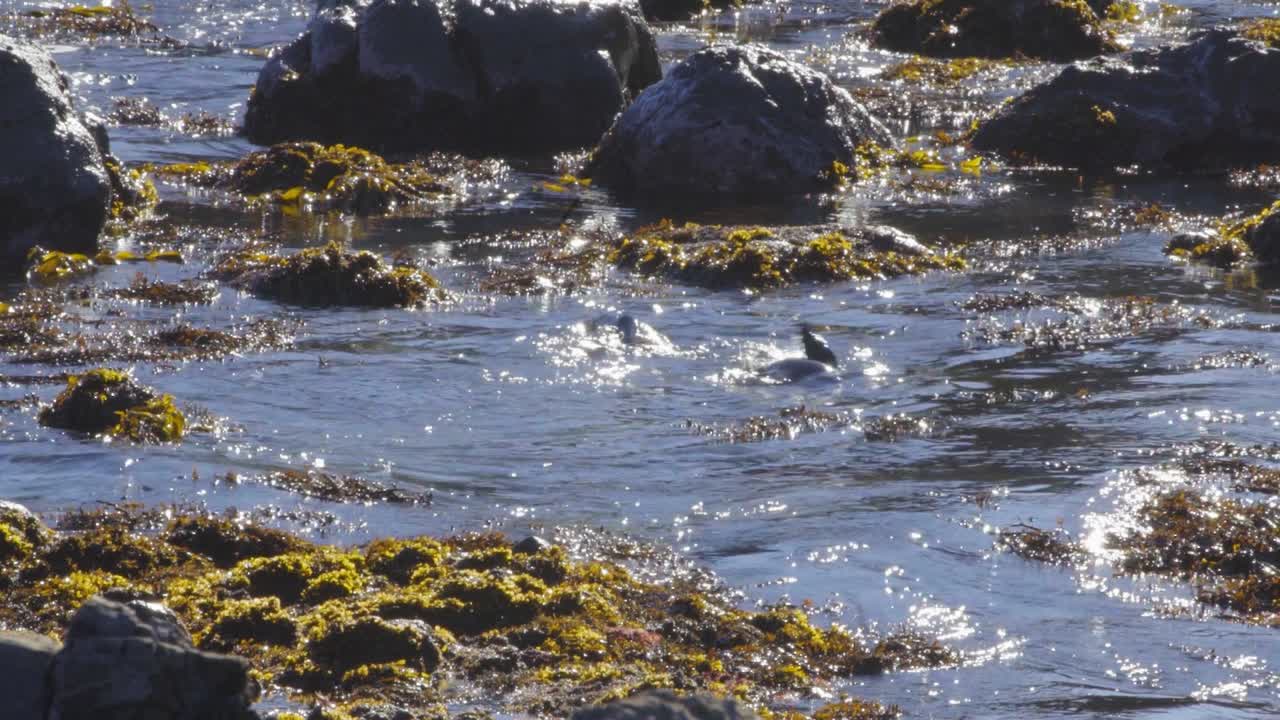 lobos marinos jugando en aguas poco profundas con algas y olas rodando sobre ellos