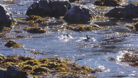 fur seals playing in shallow water with seaweed and waves rolling over them