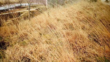 Yellow-grass-dunes-blow-rhythmically-in-wind-on-Limburg-hill-abstract-close-up