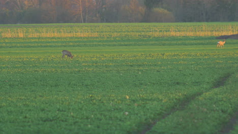 Zwei-Europäische-Rehe-Fressen-Und-Laufen-Abends-Auf-Einem-Rapsfeld,-Goldene-Stunde,-Mittlere-Teleaufnahme