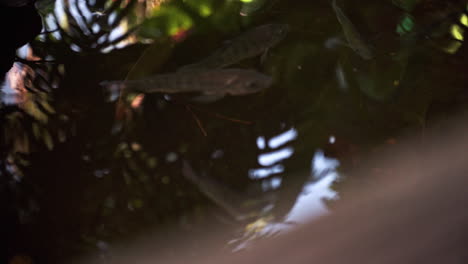 peces nadando lentamente en un estanque tropical, hojas que se reflejan en la superficie