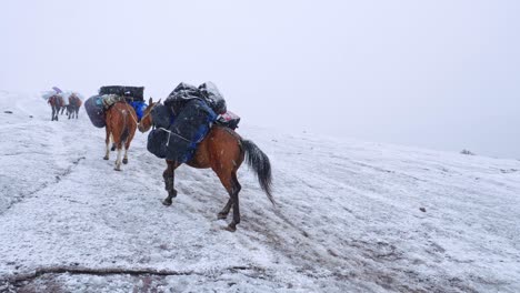 Voll-Beladene-Packpferde-Besteigen-Den-Gergeti-Gletscher-Auf-Dem-Weg-Zum-Berg