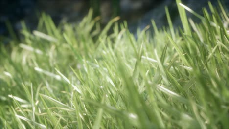 fresh green grass on the forest