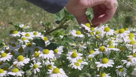 primer plano de la mano del niño tocando una flor de manzanilla en los campos a cámara lenta 120fps