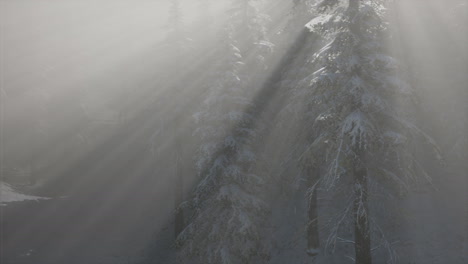 Misty-Fog-in-Pine-Forest-on-Mountain-Slopes