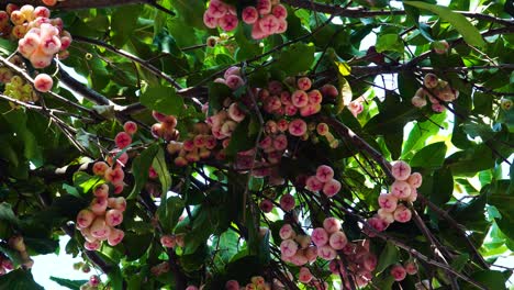 Static-locked-off-shot-of-a-Chinese-Plum-Tree-also-commonly-known-as-Japanese-plum