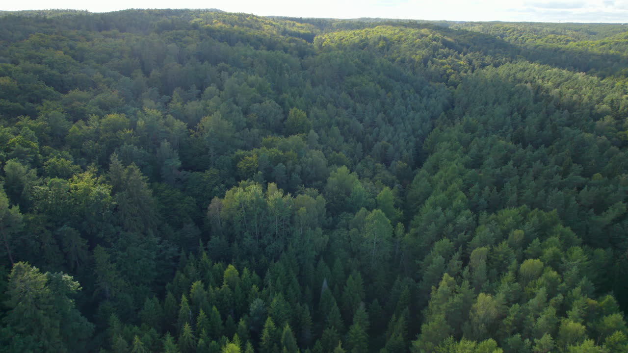Volo di ritorno su una foresta lussureggiante in estate a Witomino, Polonia