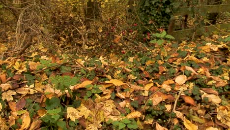 Hermosas-Hojas-De-Otoño-Tiradas-En-El-Suelo-En-El-Pueblo-De-Asfordby-Valle-Cerca-De-Melton-Mowbray-En-El-Condado-Inglés-De-Leicestershire