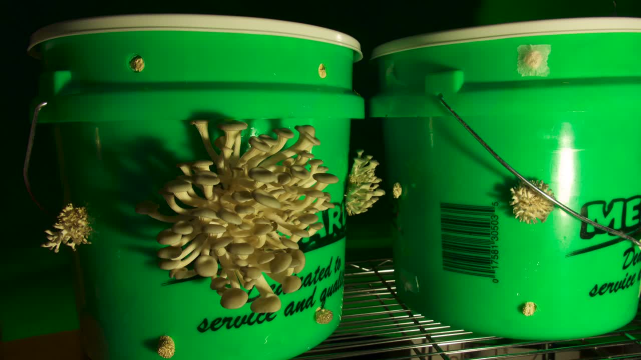 Time lapse. Blue Oyster Mushrooms continue growing out from a 3 gallon bucket.