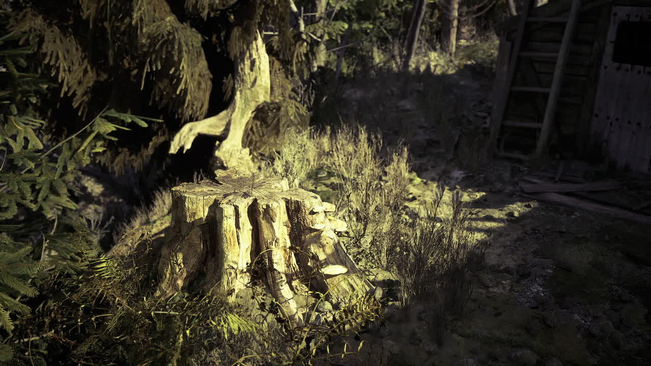 Stump covered in soft moss and sunlight in a tranquil forest setting