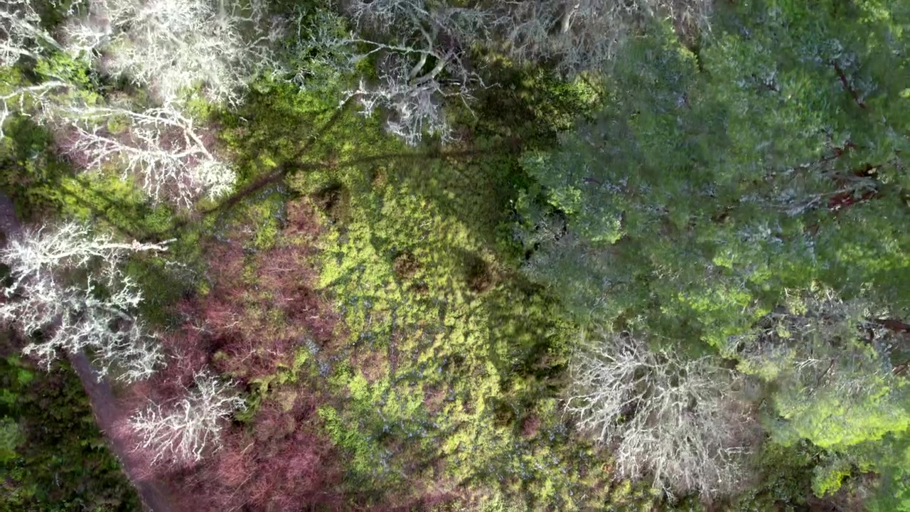 Riprese aeree con drone che riprendono dall'alto la chioma di pini silvestri e betulle argentate mentre vola in avanti lungo un sentiero nel bosco. Parco Nazionale dei Cairngorms, Scozia