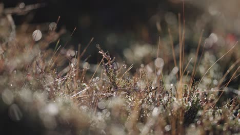 a macro shot of the grass, moss, and lichen