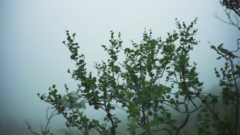 Plantas-Que-Crecen-En-Un-Bosque-Durante-La-Mañana-Brumosa.