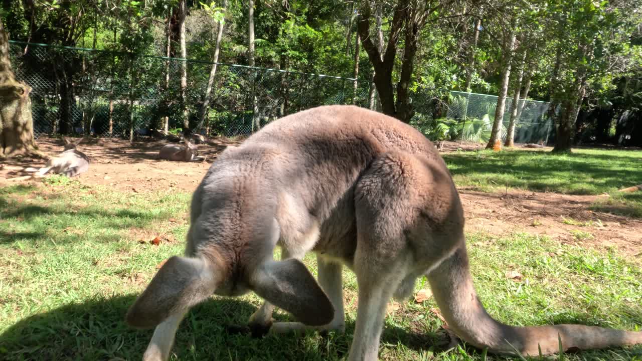 canguro comiendo hierba en un hábitat natural