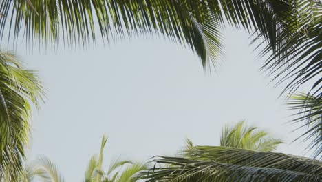 bat flying in between leaves of palm tree with clear sky