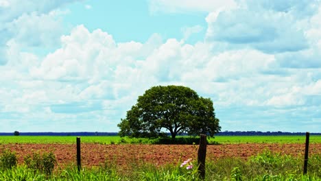 devastated savana in brazil ready for soybean planting after deforestation